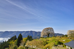 醍醐桜2014