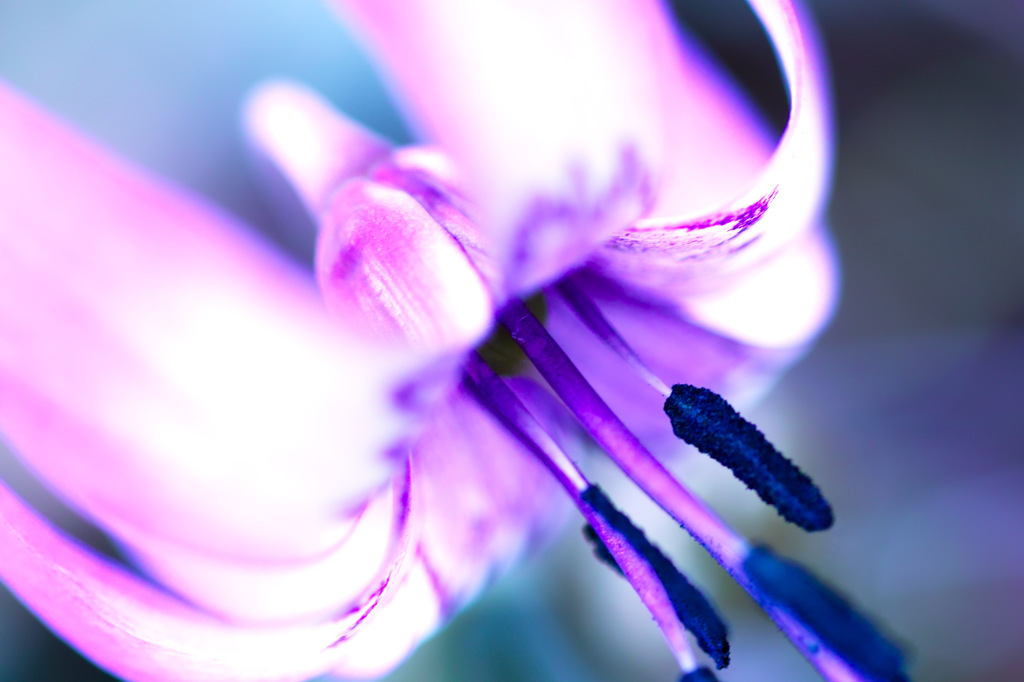 カタクリの花
