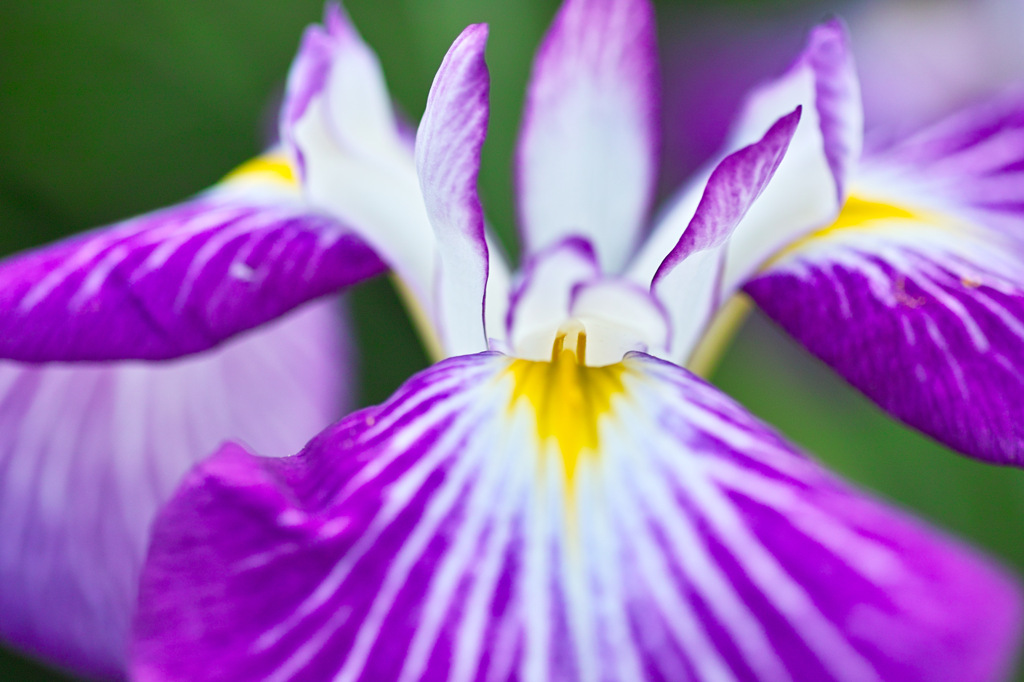 ハナショウブ！？