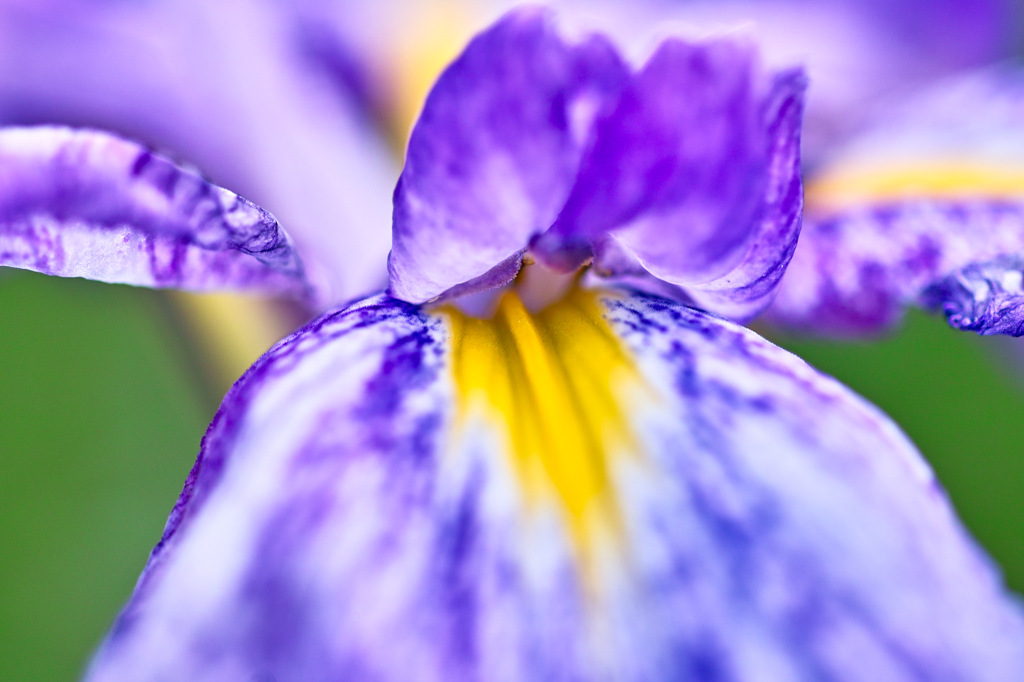 ハナショウブ！？２