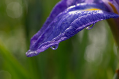 花菖蒲