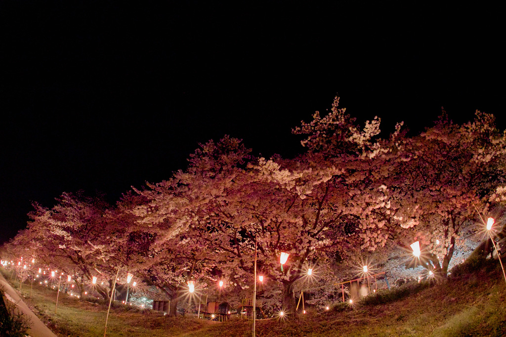 夜に浮かび上がる