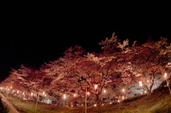 夜に浮かび上がる