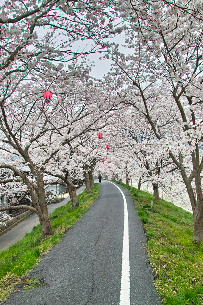 桜トンネル