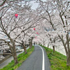 桜トンネル