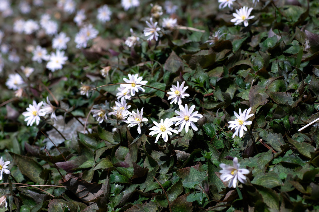 ユキワリイチゲ2014