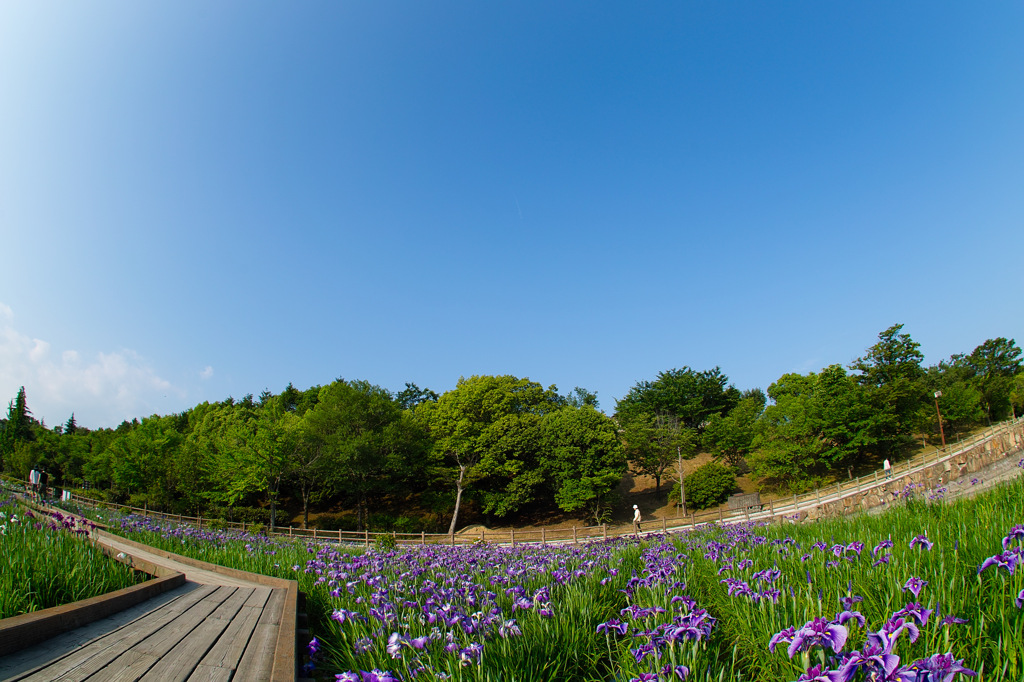菖蒲園