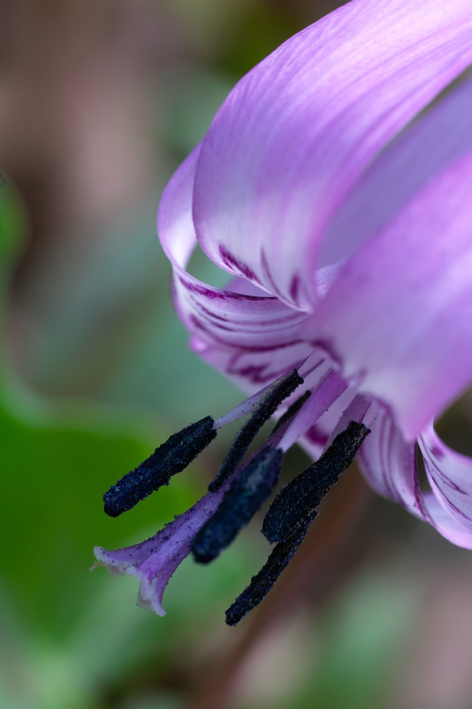 カタクリの花2014