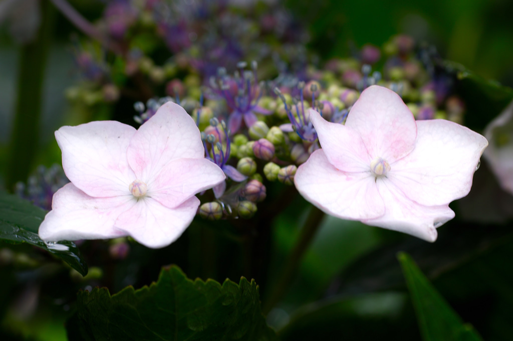 紫陽花