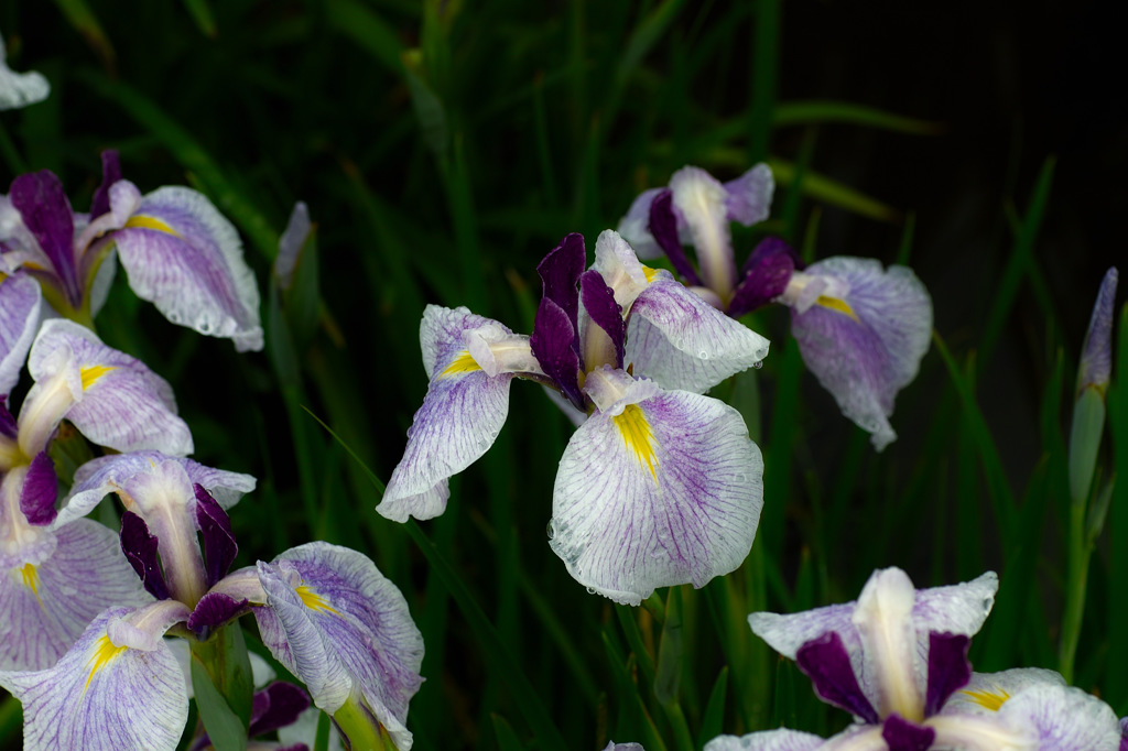 花菖蒲