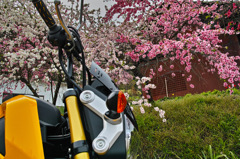 相棒と桜