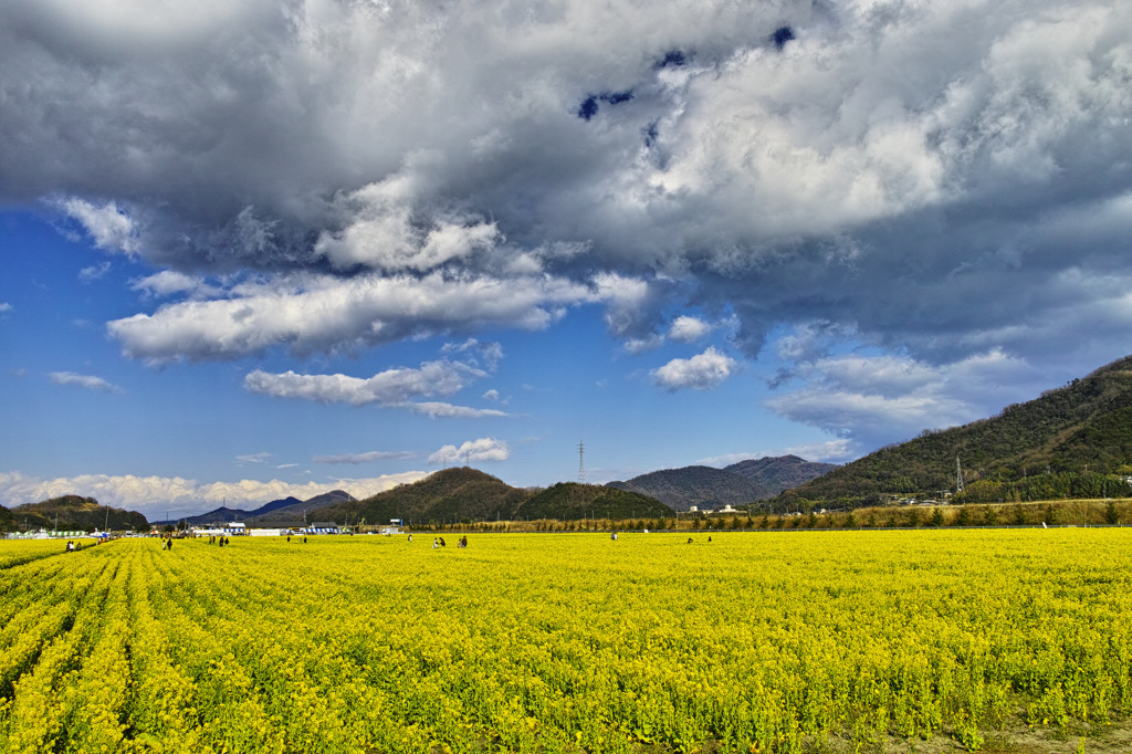 菜の花畑2014 その２