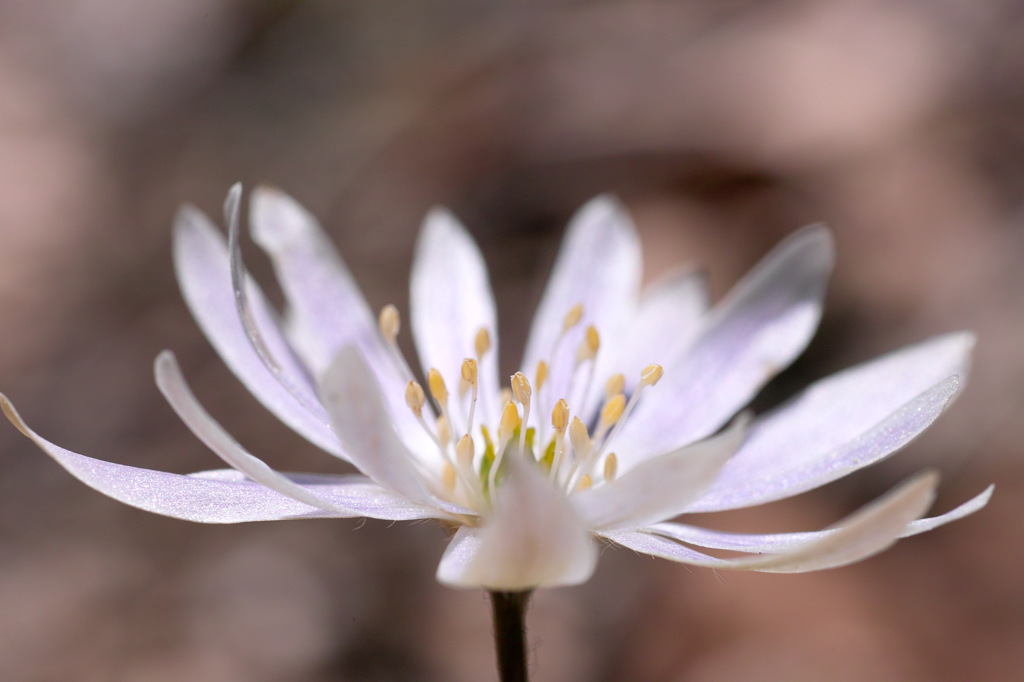 ユキワリイチゲ