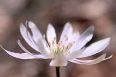 ユキワリイチゲ