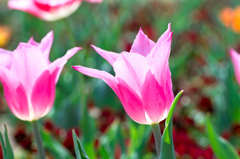 チューリップ