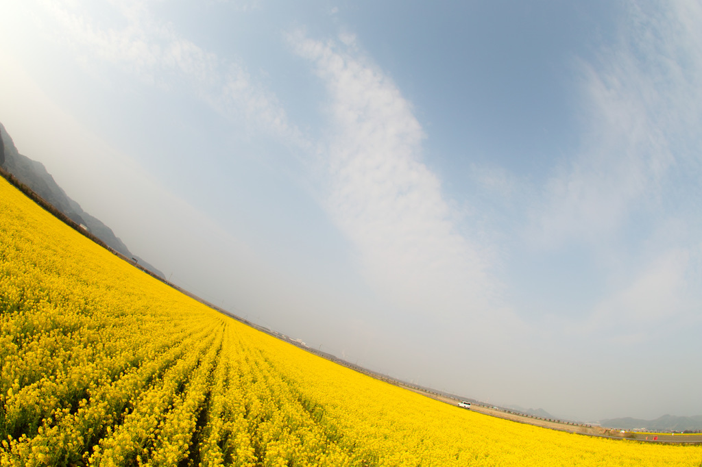 2015　笠岡ベイファーム菜の花