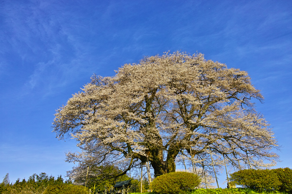 醍醐桜2014