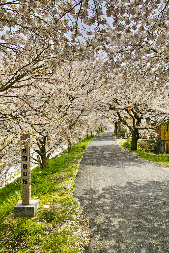 井原の桜並木