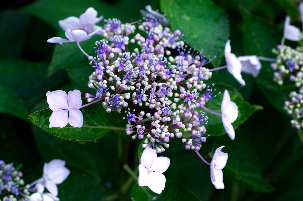 紫陽花