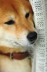 アンニュイ
