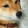 アンニュイ