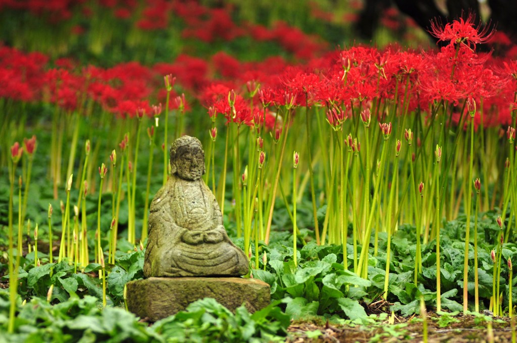 彼岸花