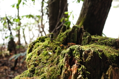 苔生す