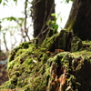苔生す
