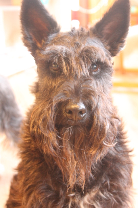 shaggy mustache