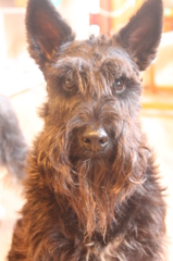 shaggy mustache