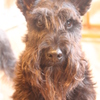 shaggy mustache