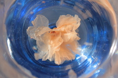 kenageな・・・・