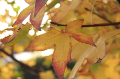 yellow leaves