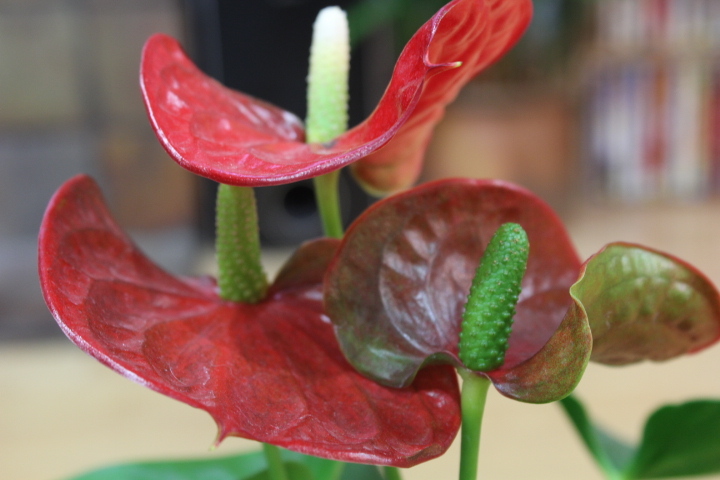 Anthurium