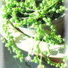 greennecklace
