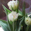 mini tulip