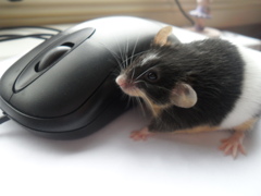 mouseXmouse??