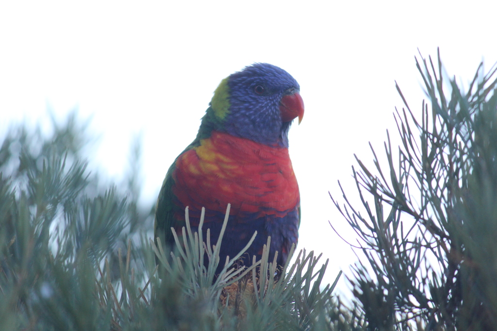 rainbow bird