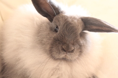 My bunny