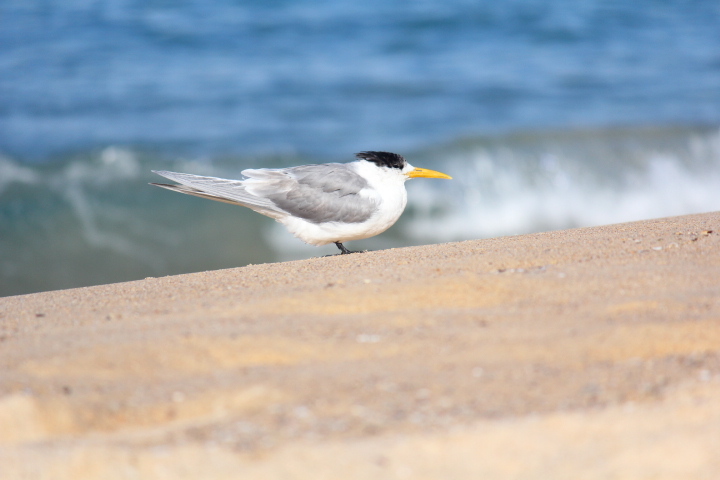 He stood looking at the beach.