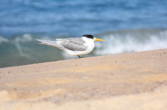 He stood looking at the beach.