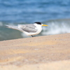 He stood looking at the beach.