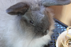 bunny