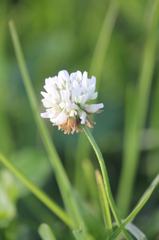 clover