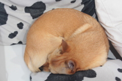 croissant???