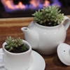 Tea Time