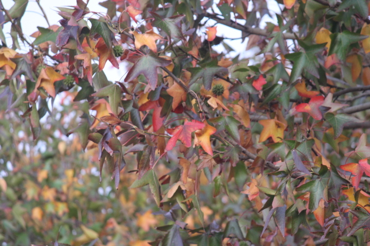 Fall turned the leaves