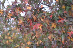 Fall turned the leaves