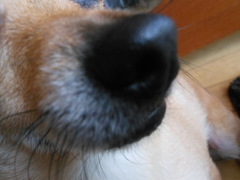 nose