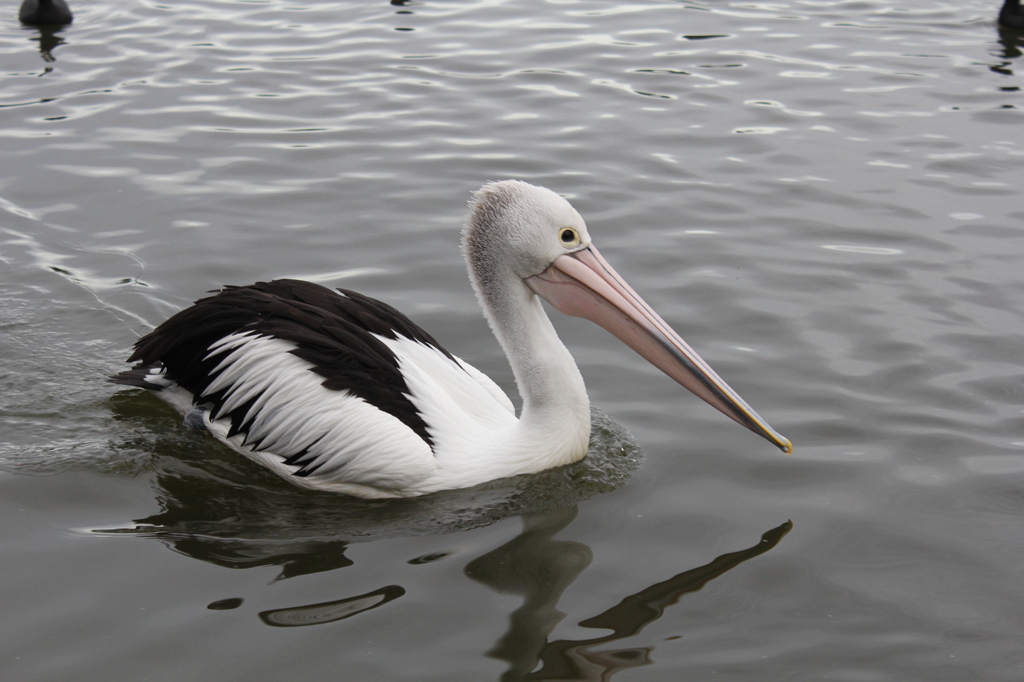 pelican